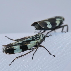 Aglena ornata